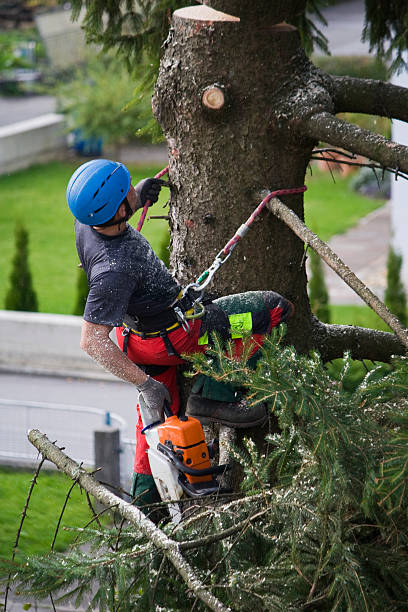 Best Lawn Watering Services  in Childress, TX