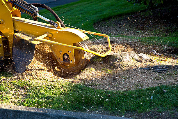 Best Hedge Trimming  in Childress, TX