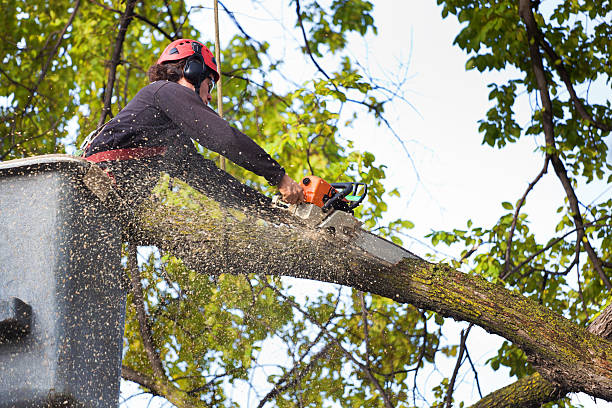 Professional Tree Removal in Childress, TX